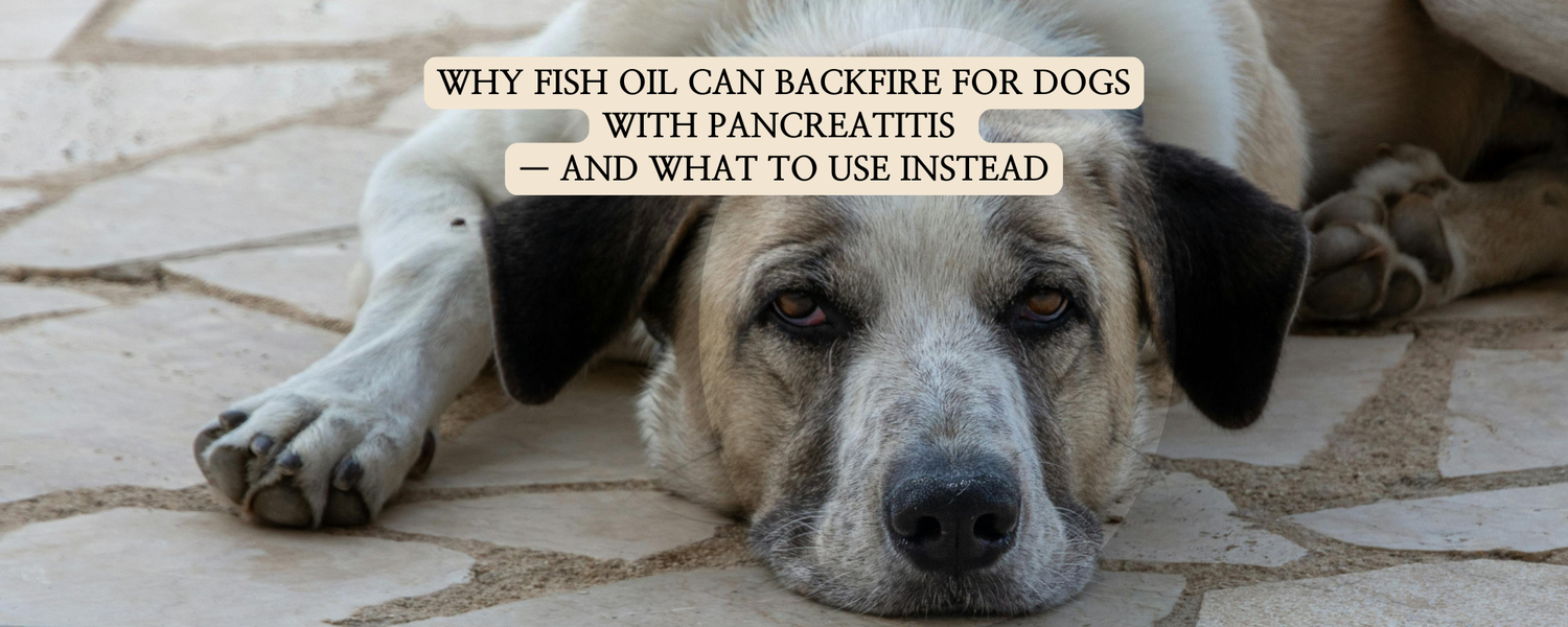 An educational infographic thumbnail featuring a sad-looking stray dog, lying on its belly. Text overlay reads: "Why Fish Oil Can Backfire for Dogs with Pancreatitis - and What to Use Instead".