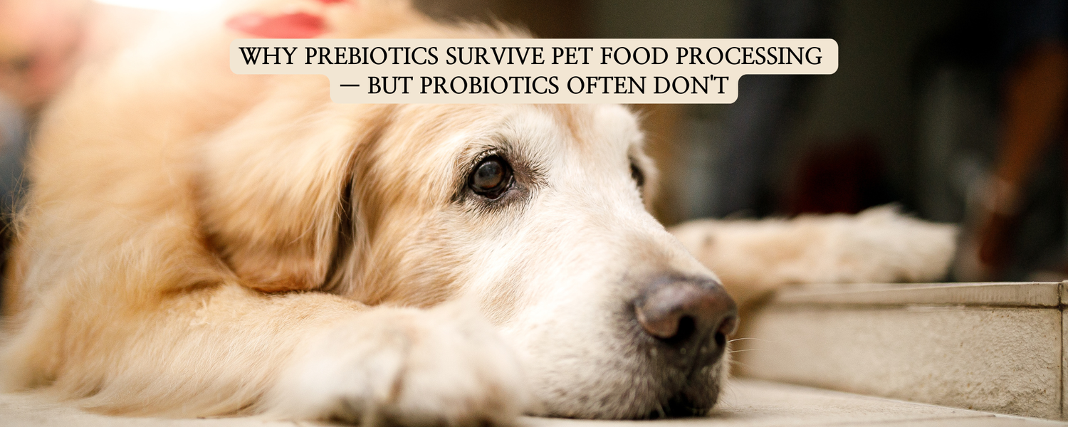 Educational pet nutrition thumbnail featuring a Golden Retriever and text explaining the structural stability of prebiotics compared to probiotics during dog food manufacturing.