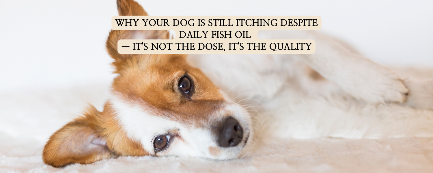 A blog thumbnail with a sad Jack Russell Terrier looking at the camera. The text overlay reads: "WHY YOUR DOG IS STILL ITCHING DESPITE DAILY FISH OIL — IT'S NOT THE DOSE, IT'S THE QUALITY".